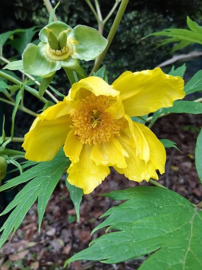 Peonia 9