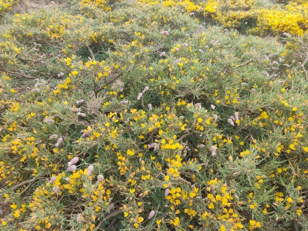 Gorse 4