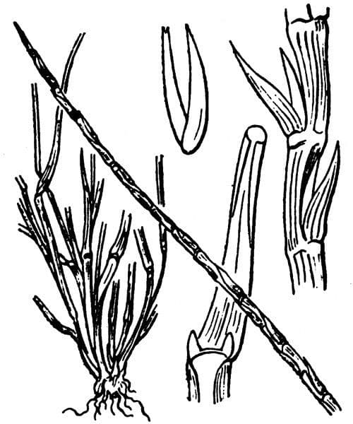 Hainardia cylindrica 12