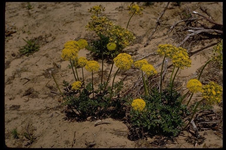 Lomatium 7