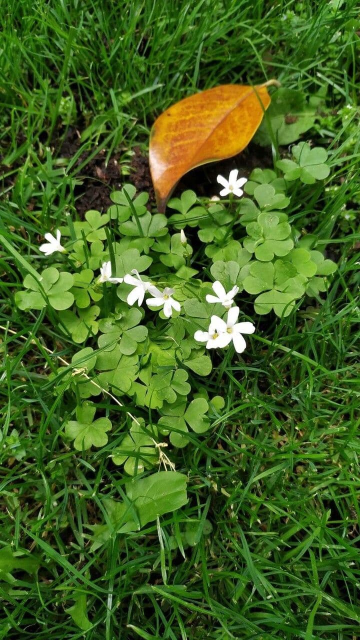 Ossalide incarnata 19