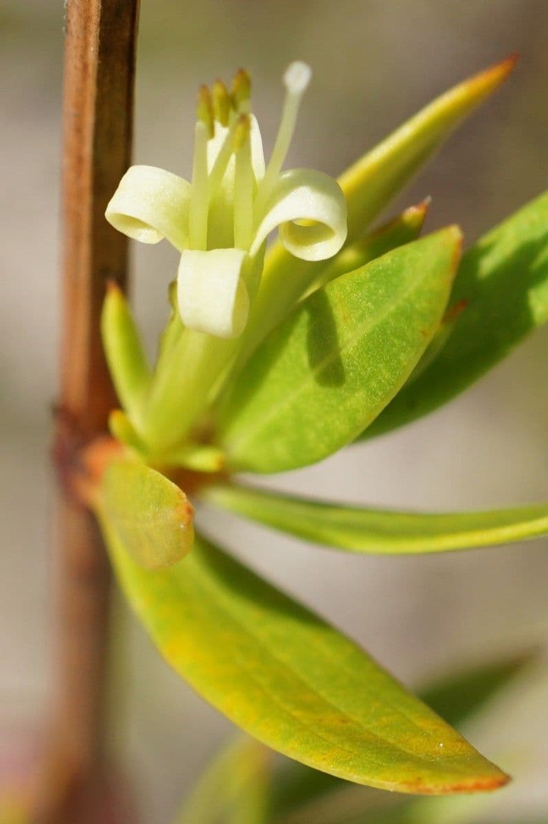 Ernodea 6