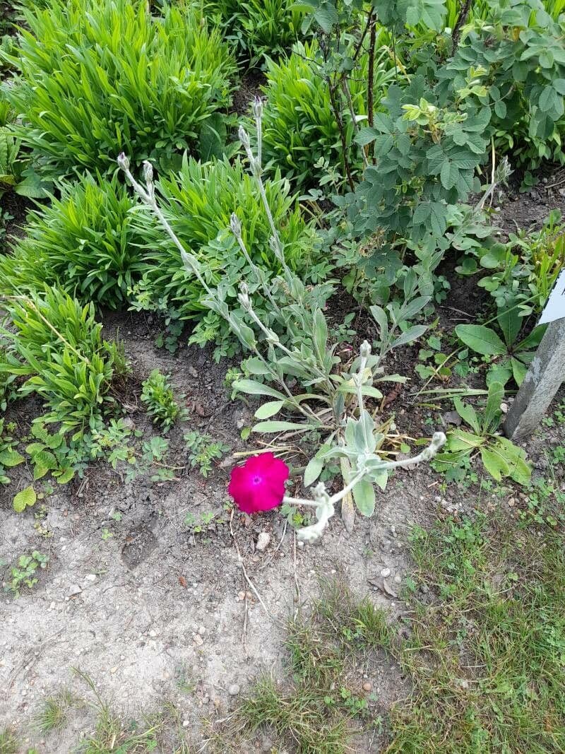 Silene coronaria 26