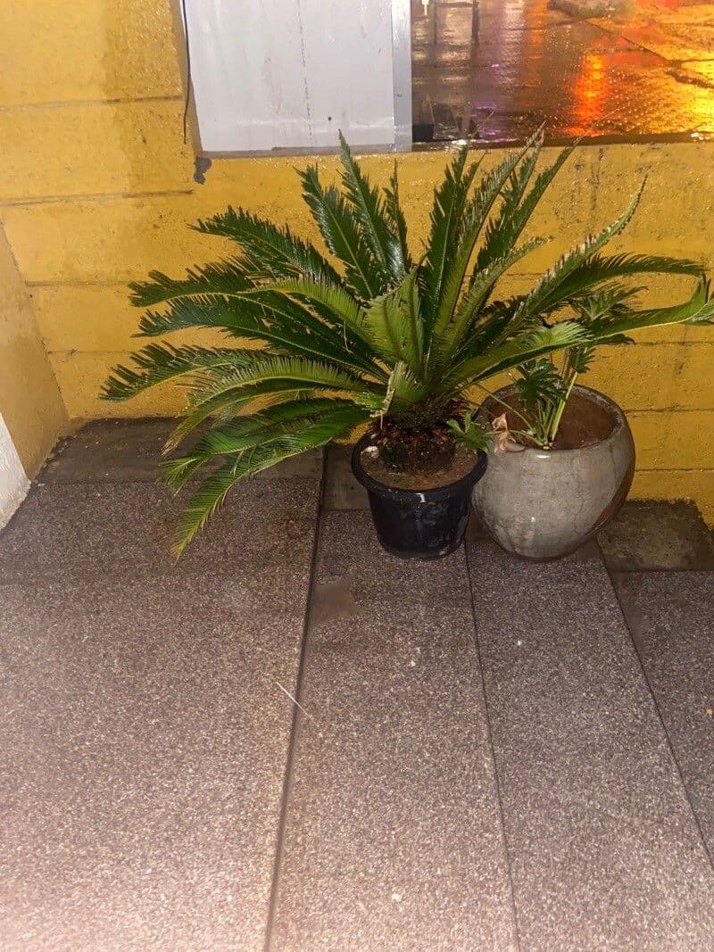 Cycad 4