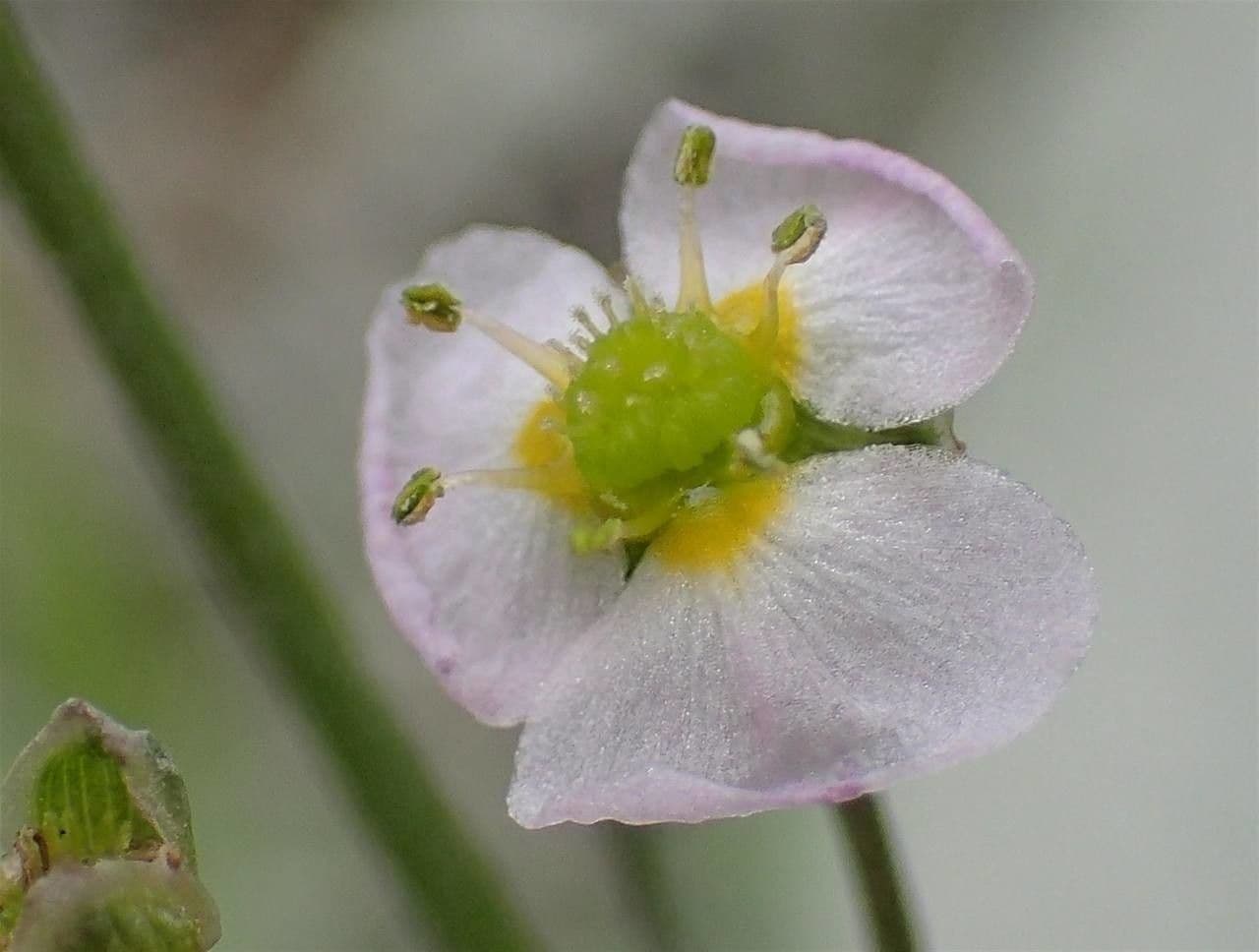 Alisma lancéolé 6