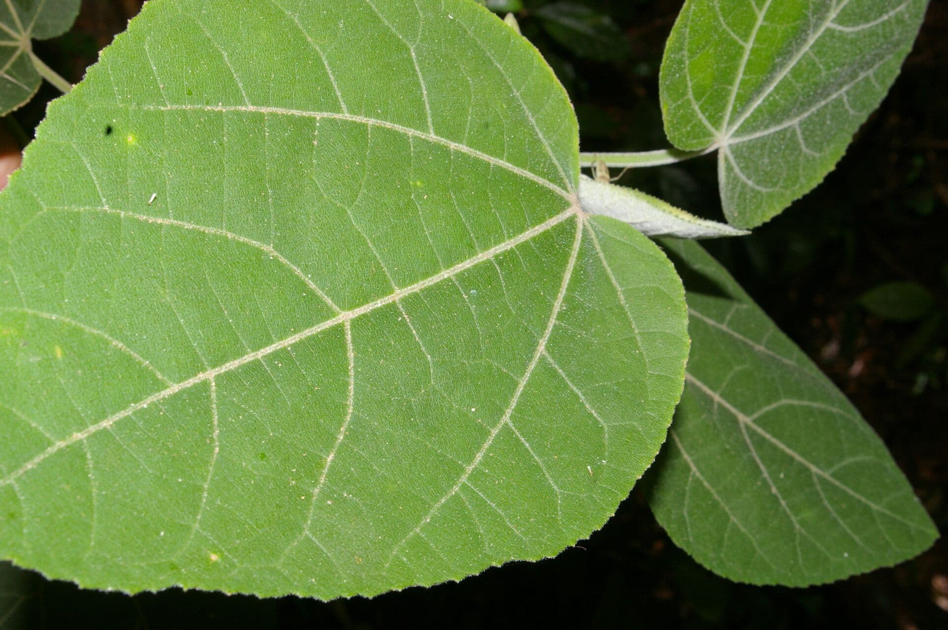 Malvaviscus 12