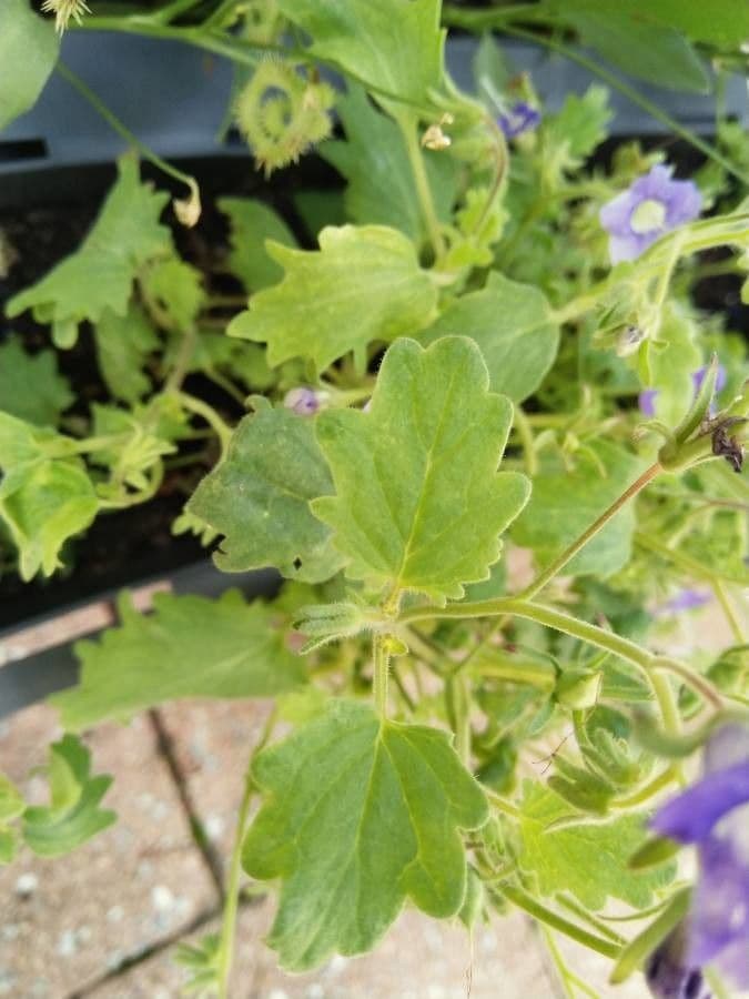 Großblütige Phacelia 17