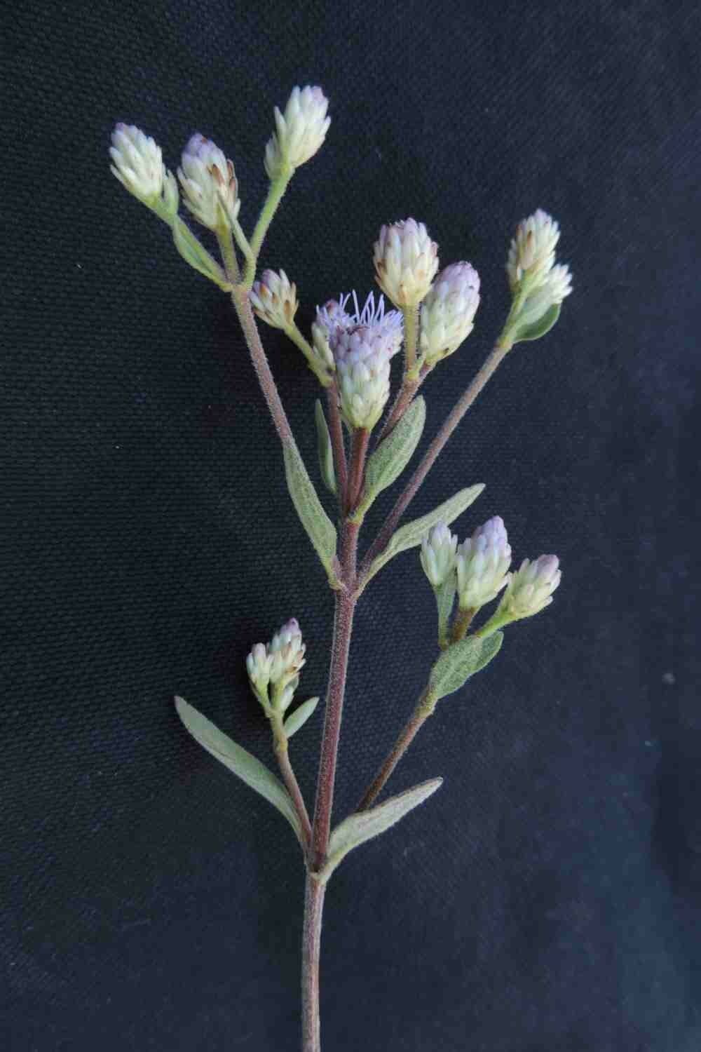 Chromolaena horminoides 5