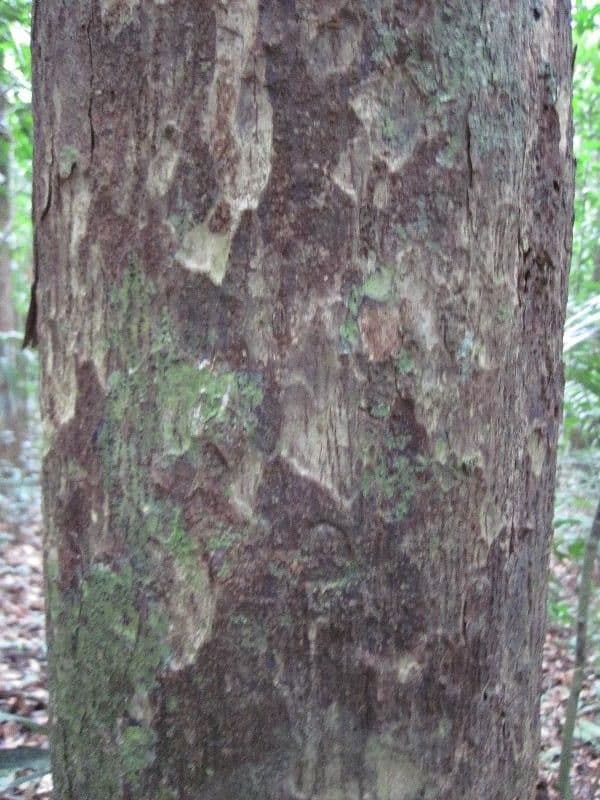 Eschweilera 6
