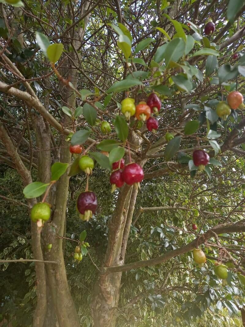 Eugenia 2