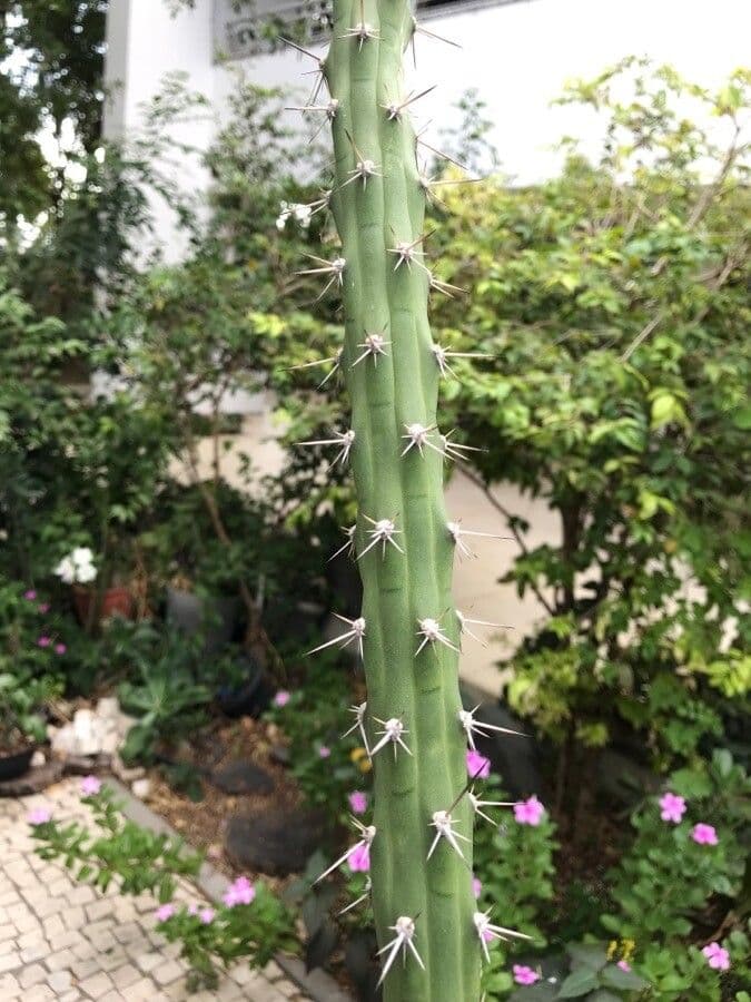 Cactus Regina della notte 7