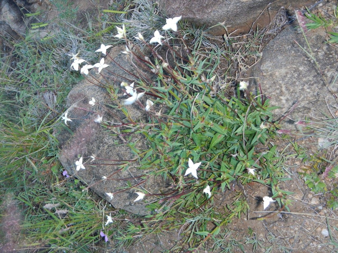 Conostomium 13