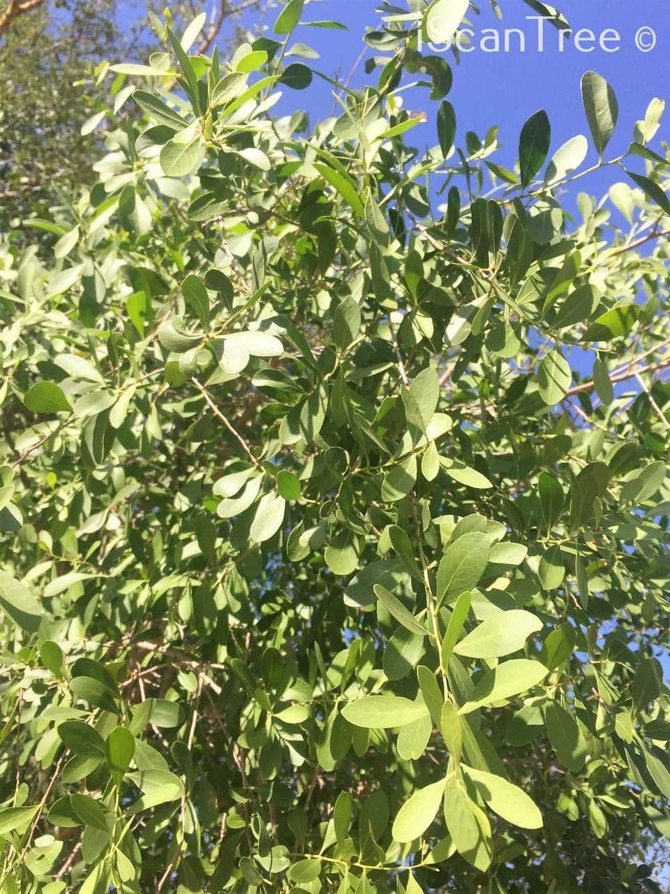 Gymnosporia 14
