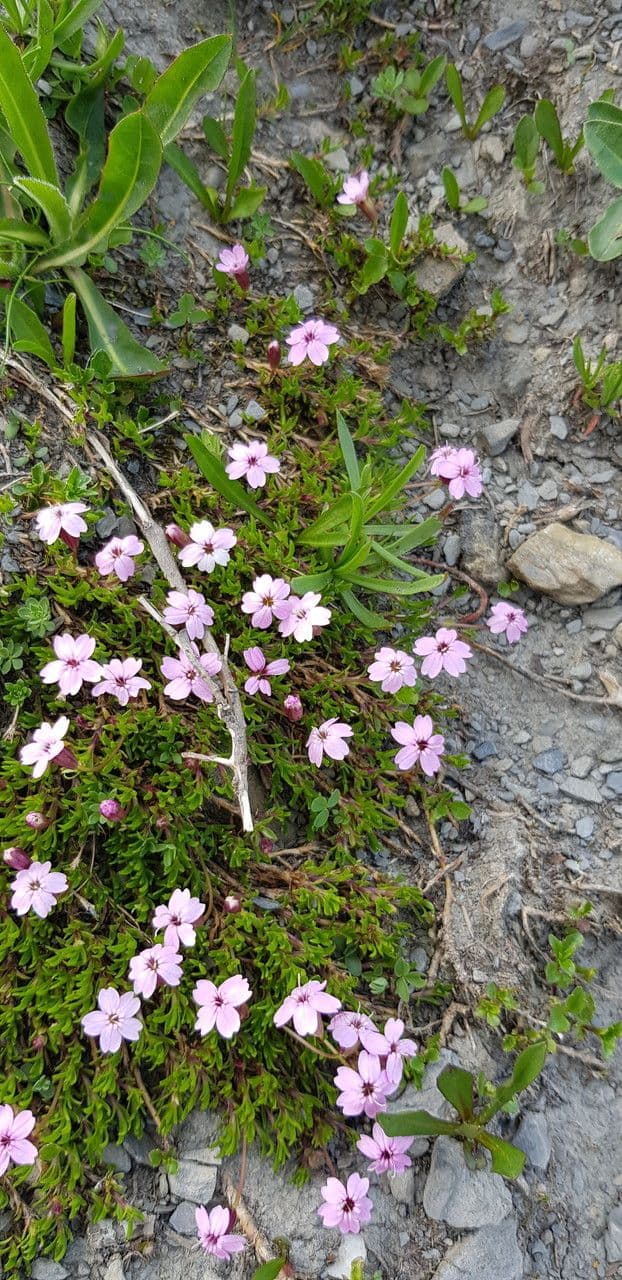 Silene a cuscinetto 21