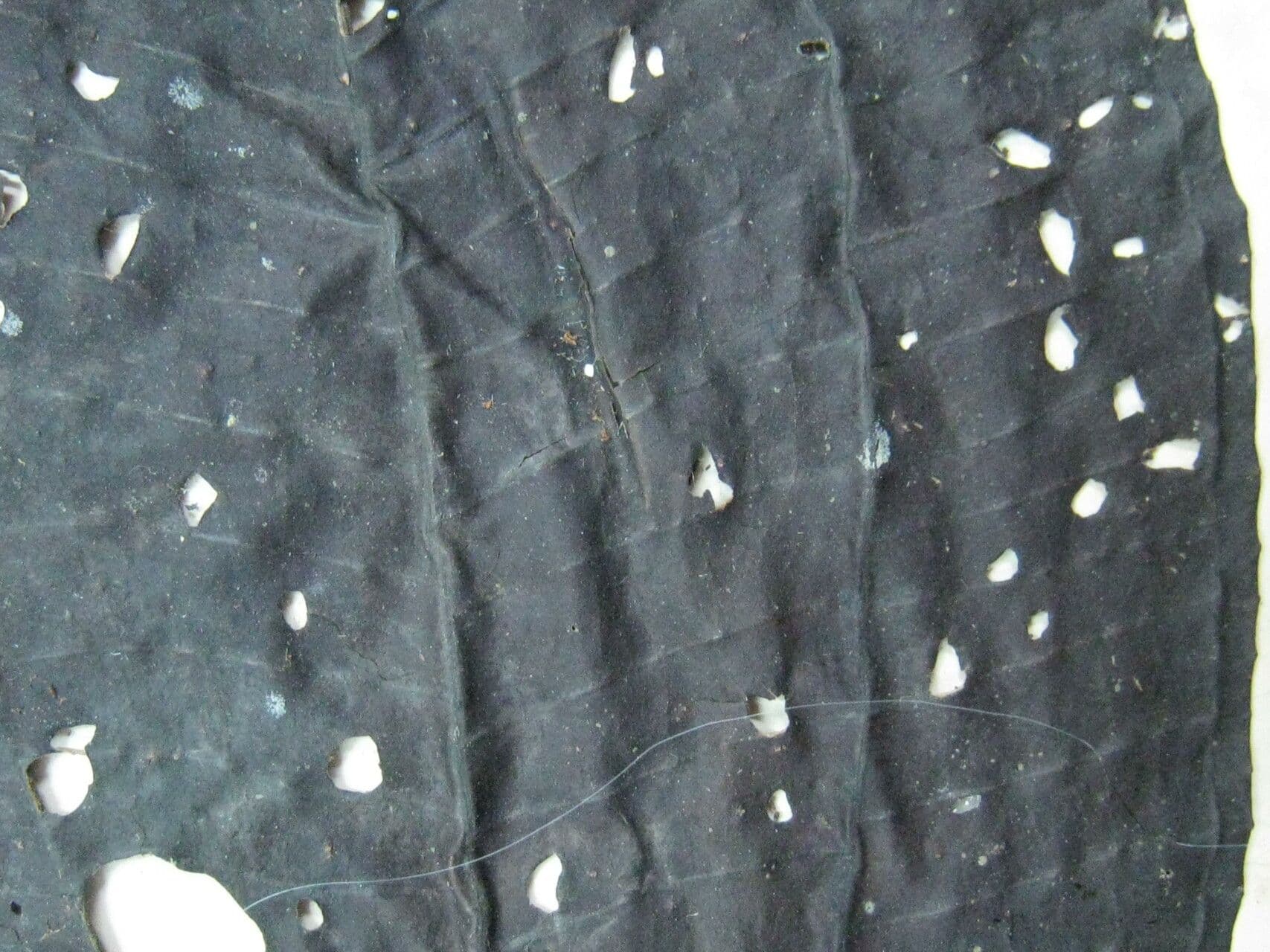Miconia egensis