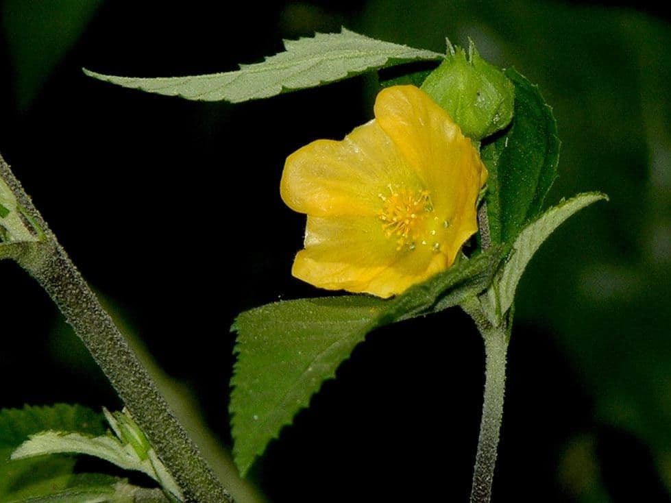 Sida setosa 3
