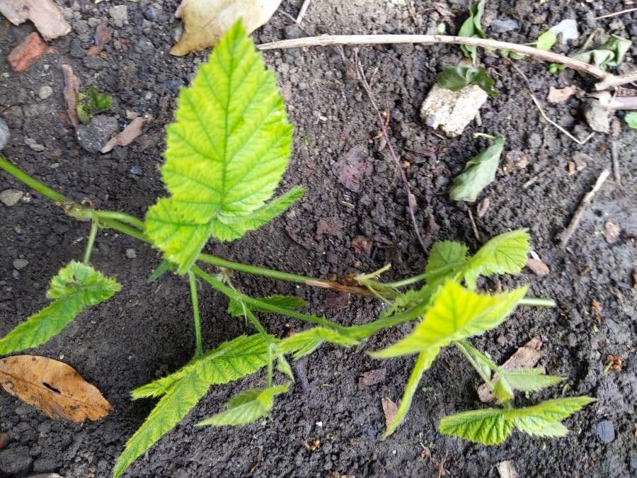 Bereifte Brombeere 14
