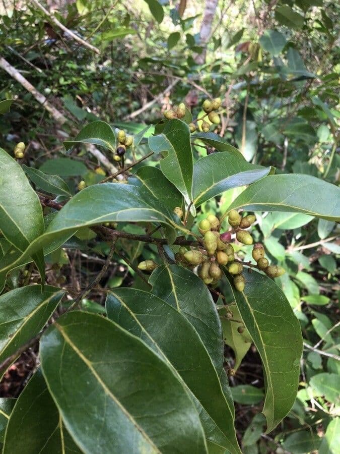 Ocotea notata 3
