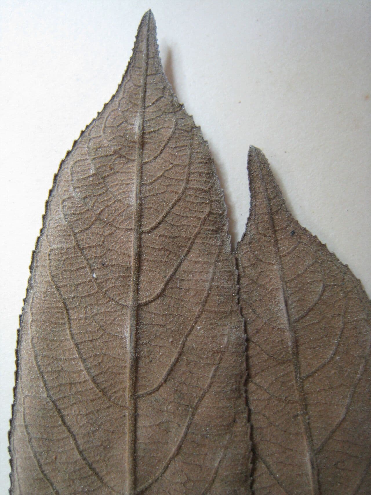 Casearia grandiflora 3