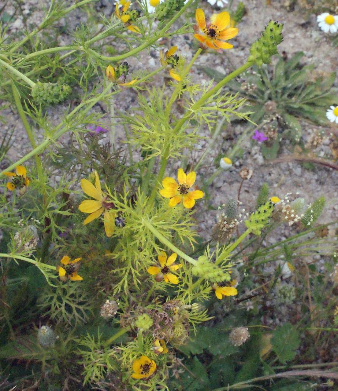 Adonis microcarpa 13