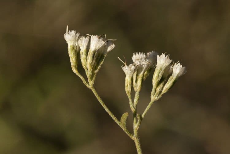 Eupatorio issopifoglia 2
