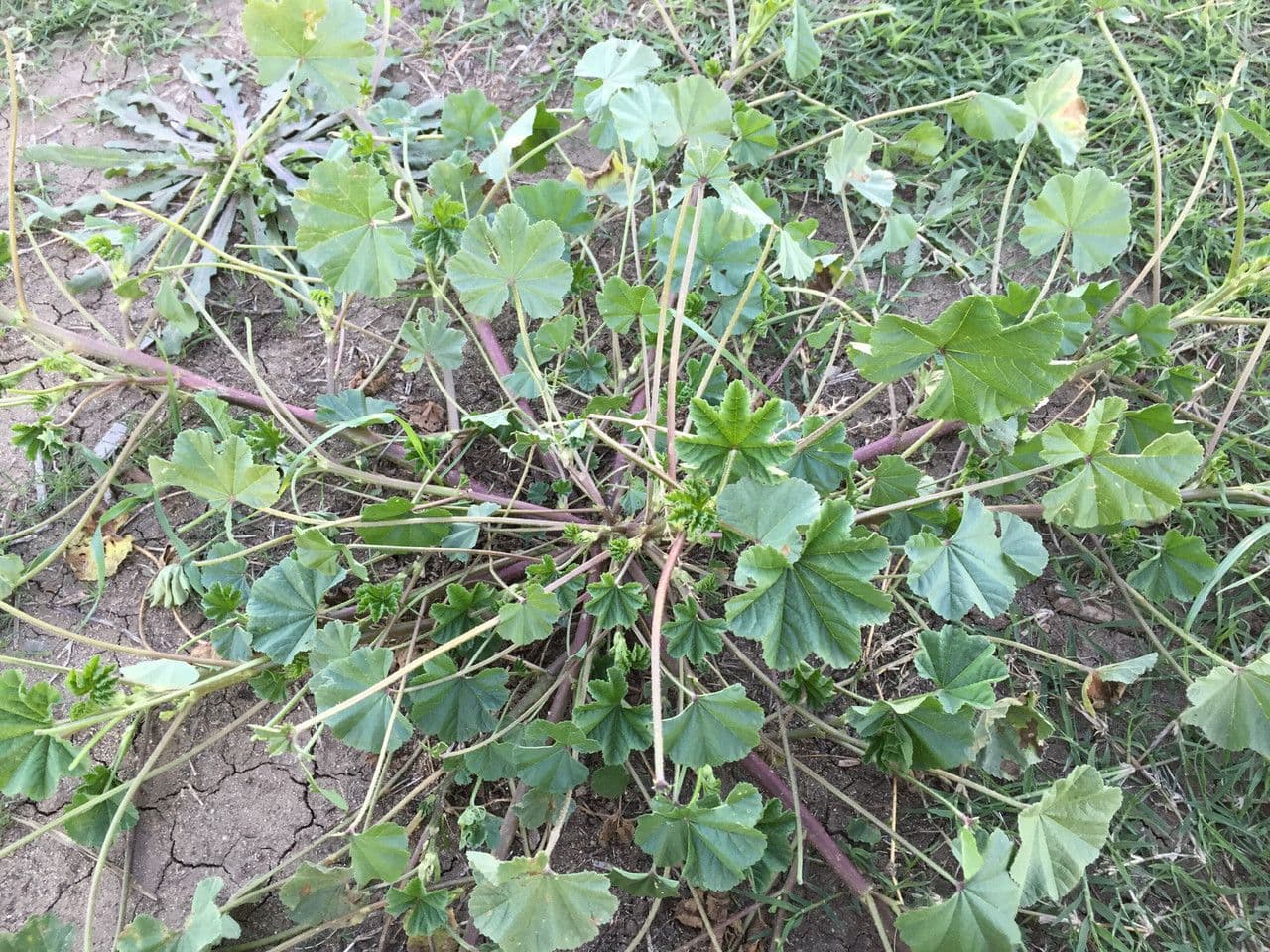 Malva minore 11