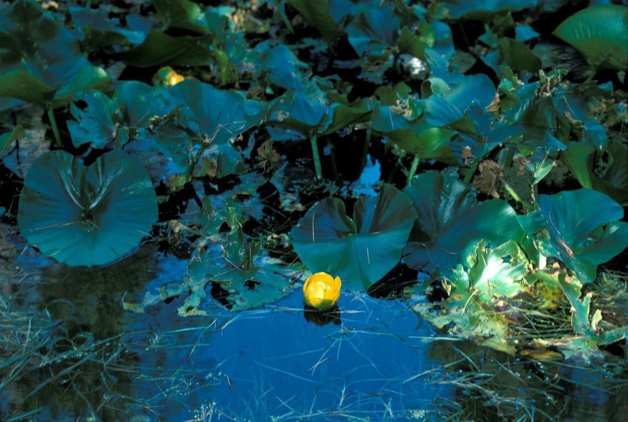 Nuphar polysepala