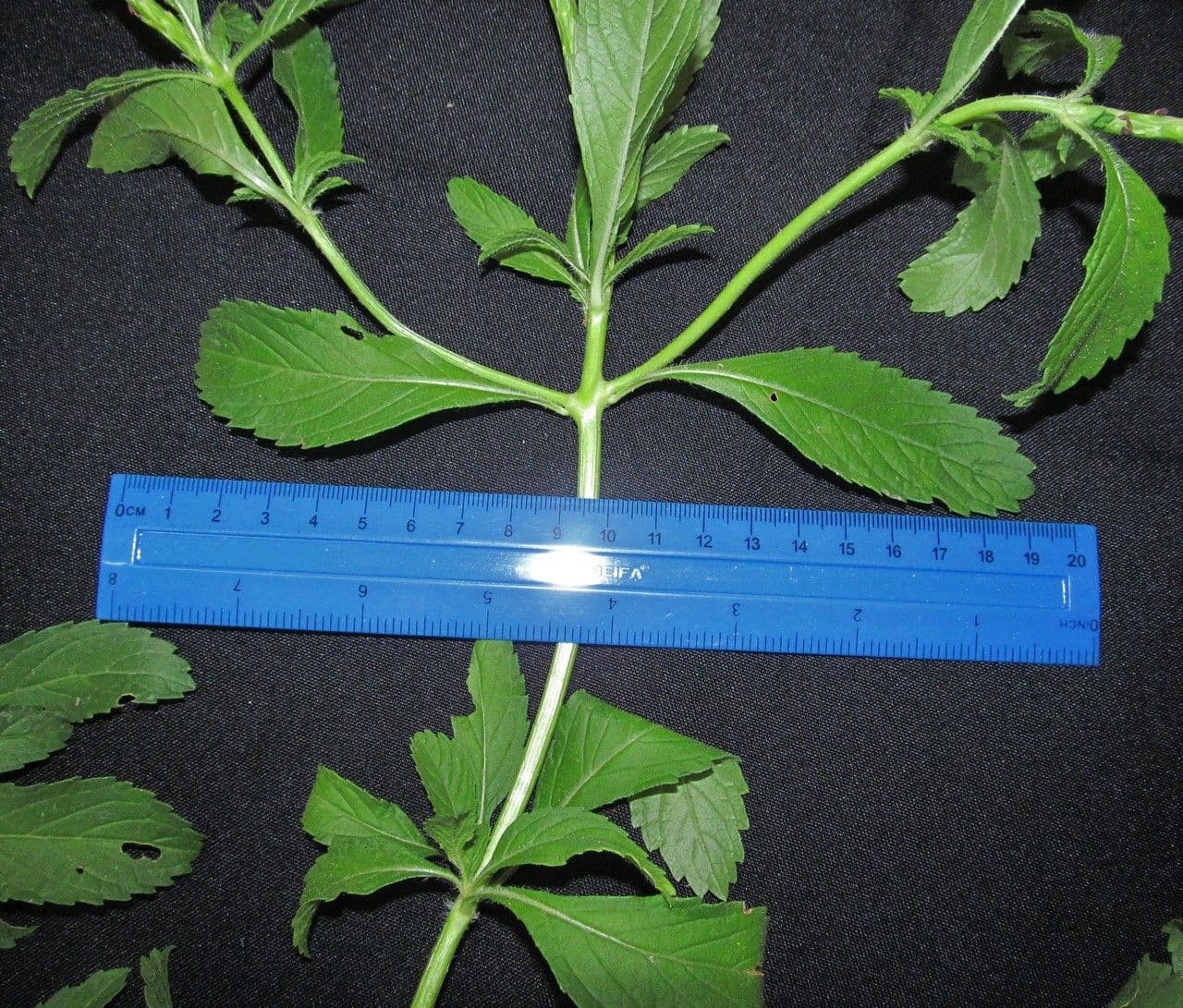 Stachytarpheta 14
