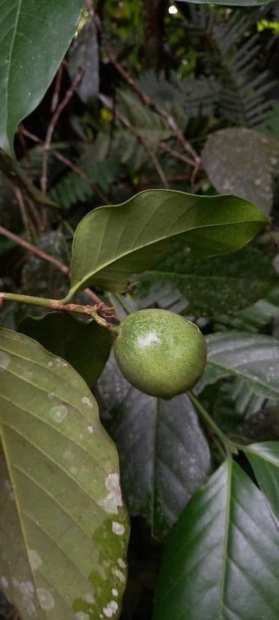 Posoqueria latifolia 2