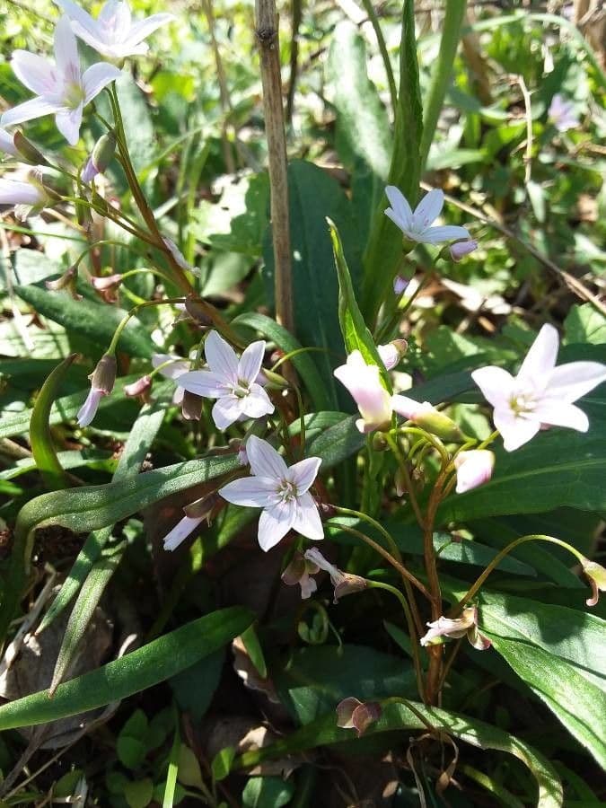 Claytonia 2
