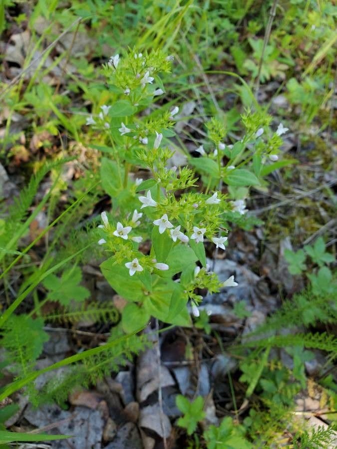 Houstonia purpurea 2
