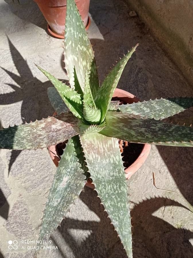 Aloe 3