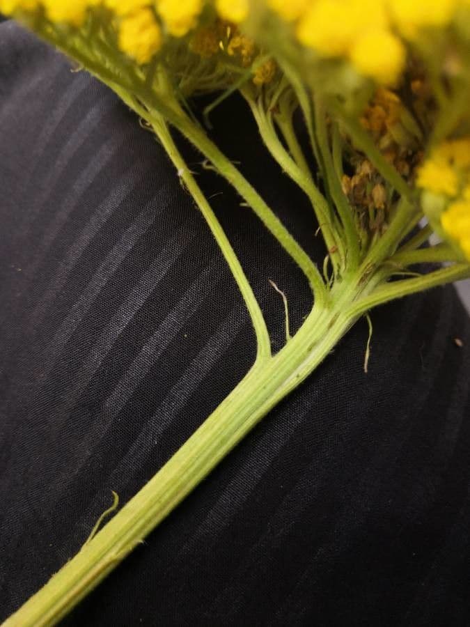 Achillea filipendula 21