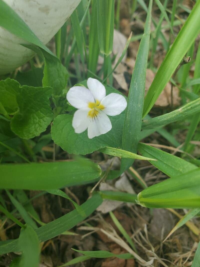 Viola del Canada