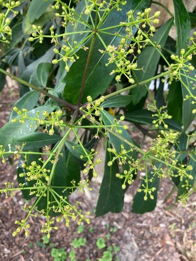 Pseudopanax 8