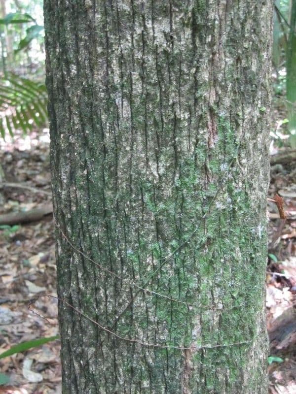 Duguetia 11