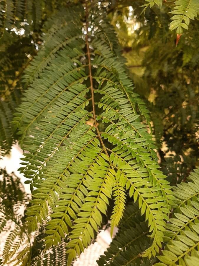 Jacaranda 17