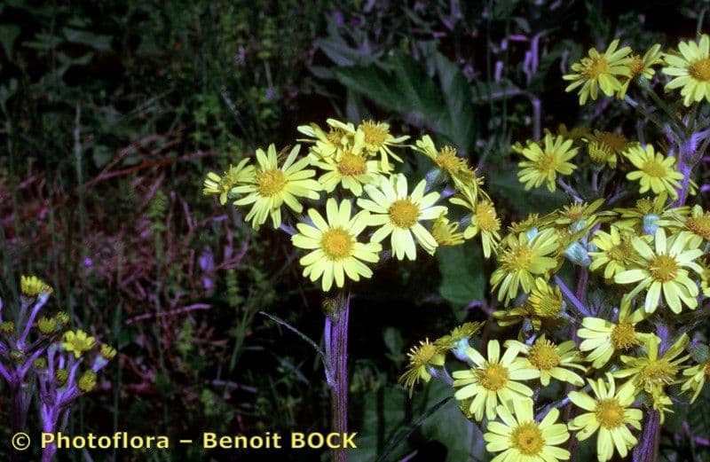 Tephroseris helenitis 33