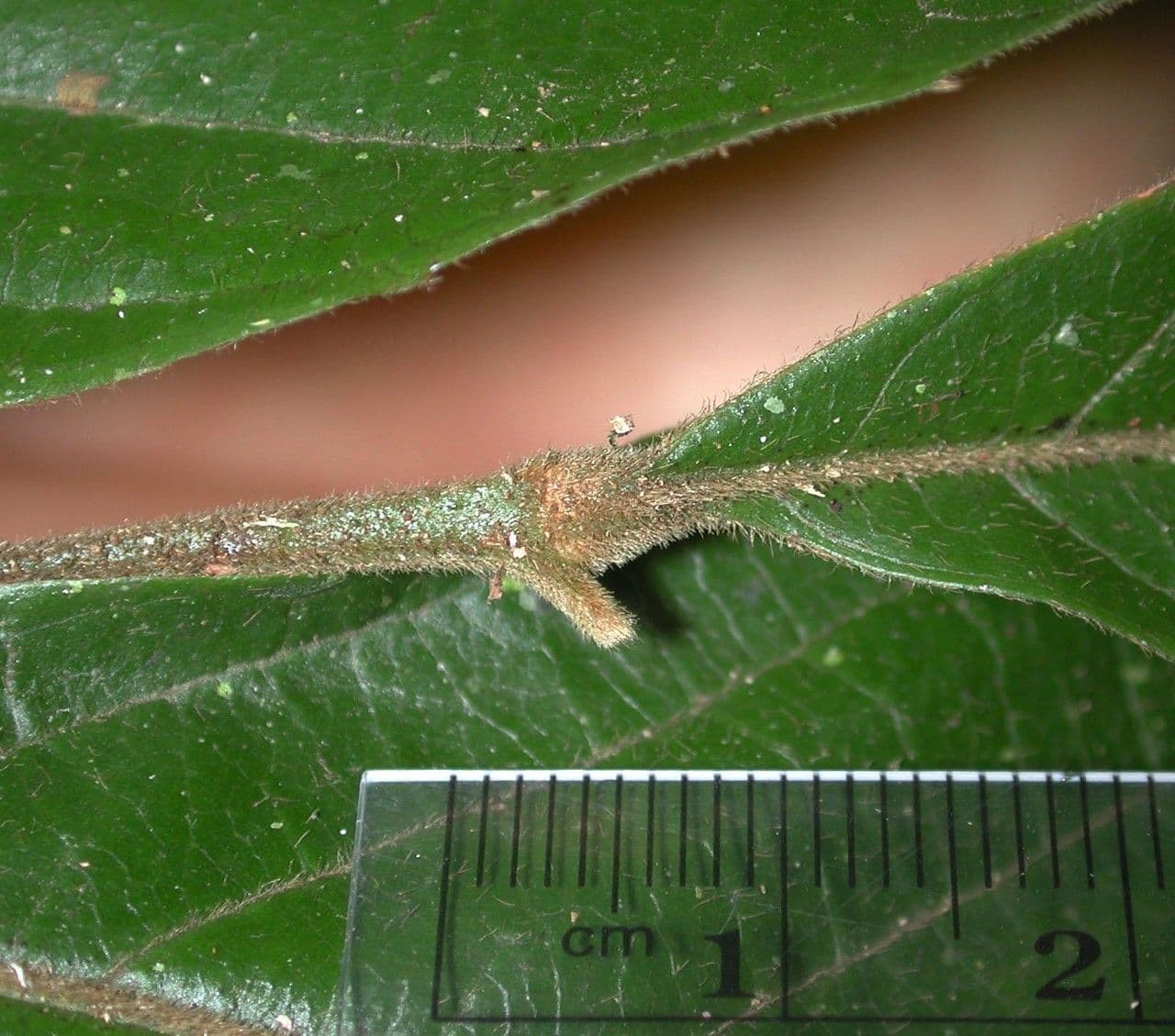 Cupania rossastra 17
