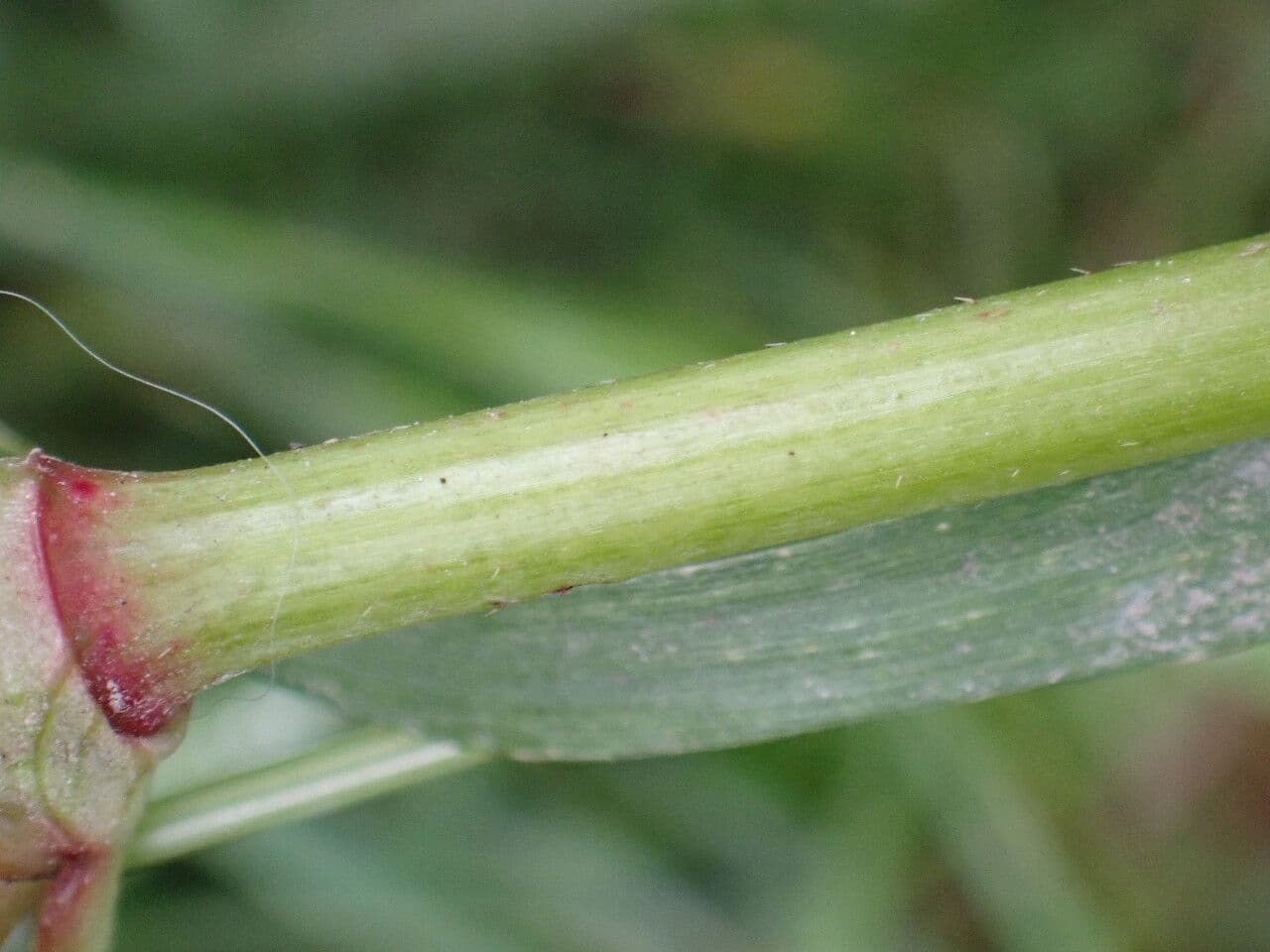 Poligono persicaria 21