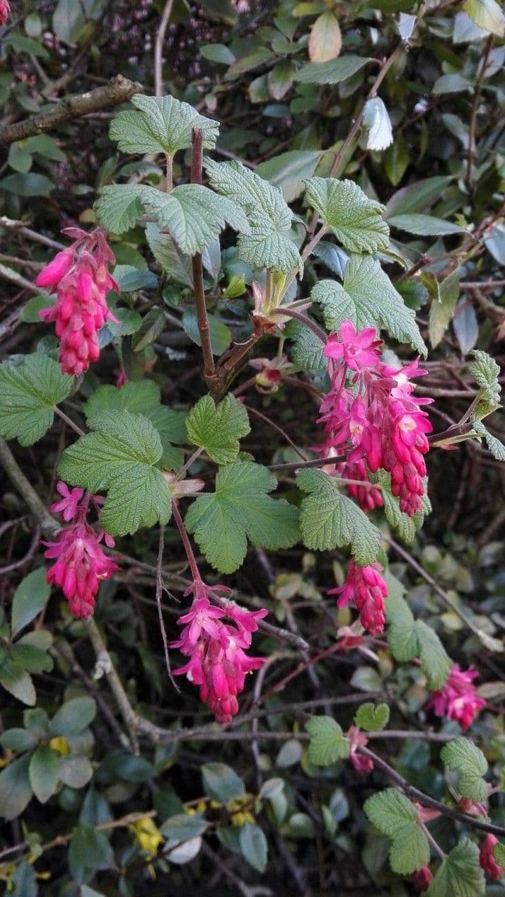 Ribes a fiori 15