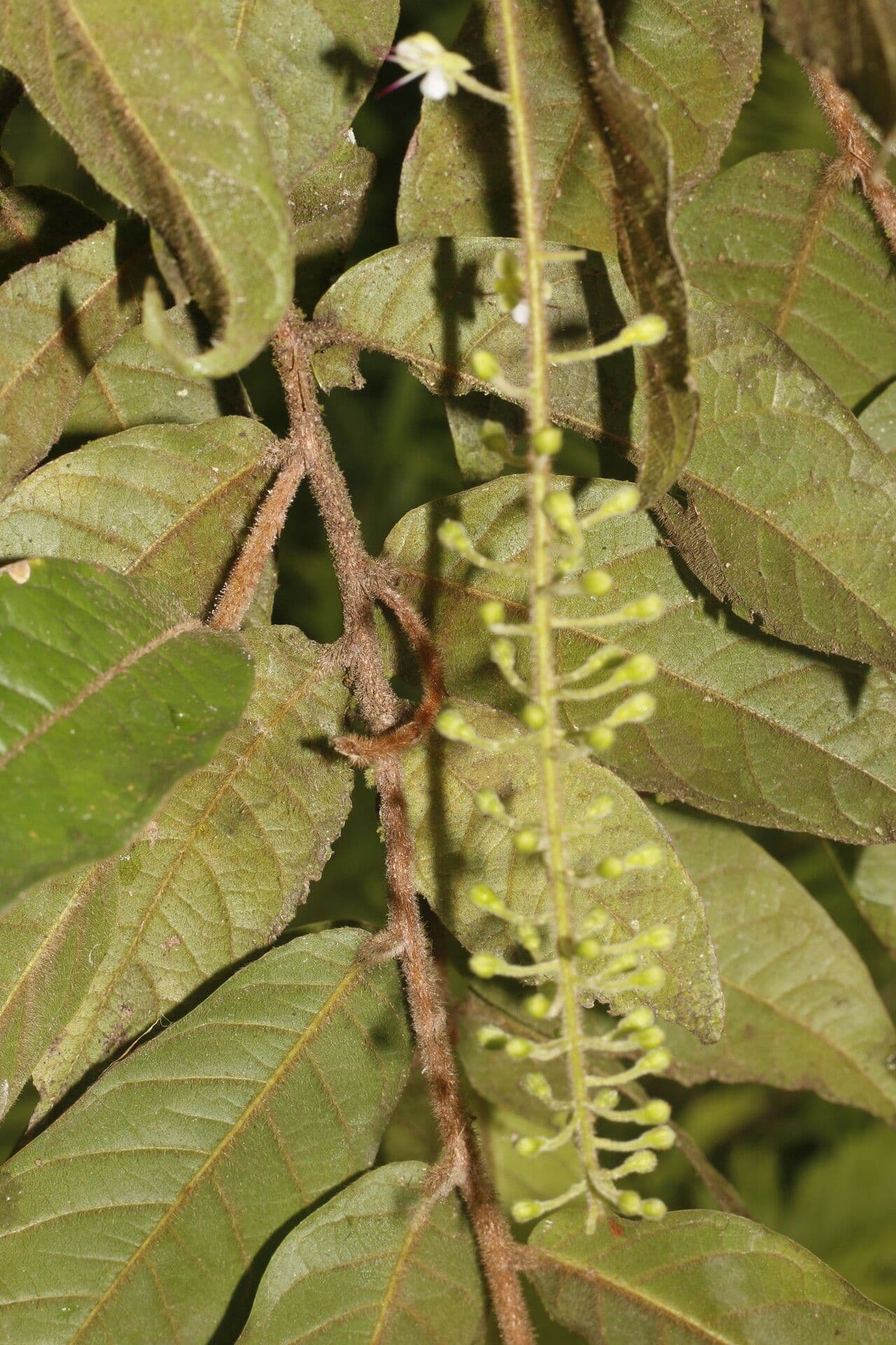 Hirtella
