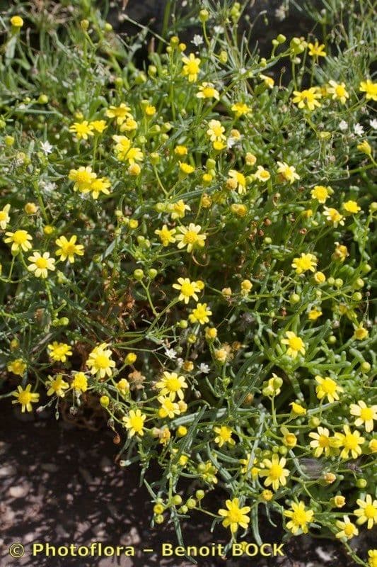 Senecio glauco 8