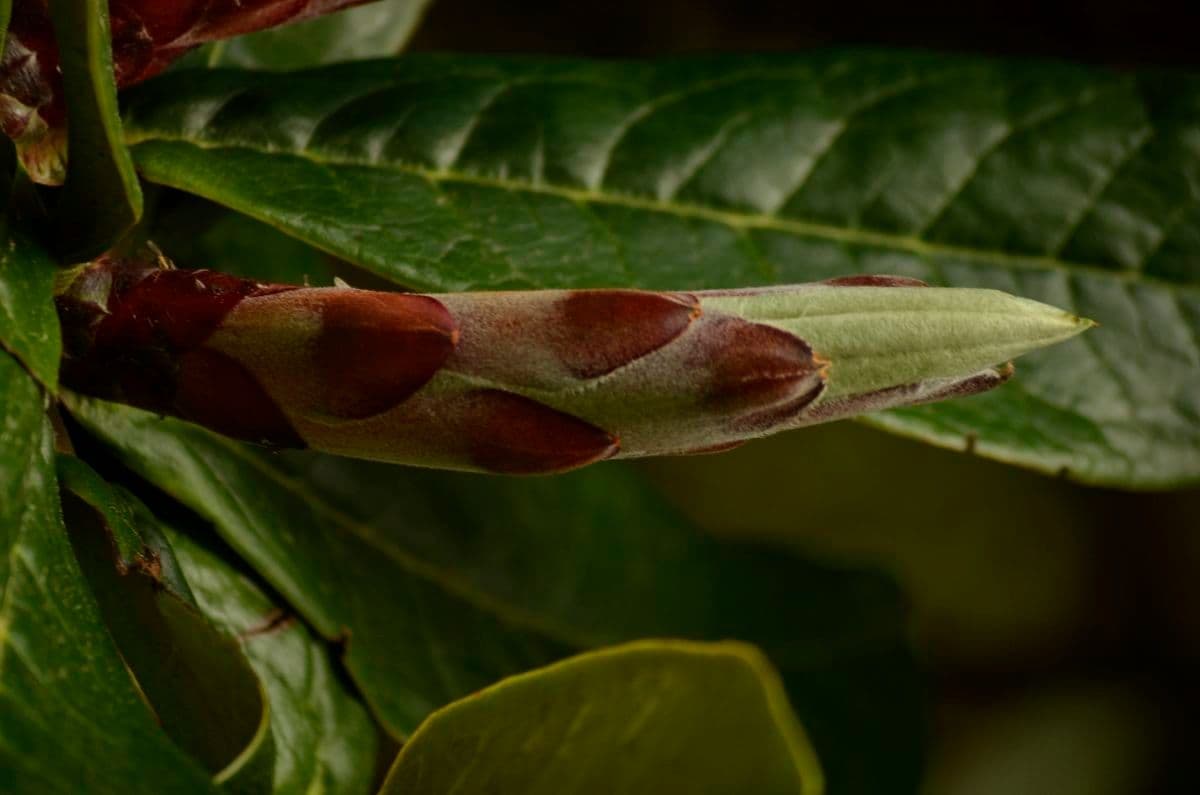 Rododendro 7
