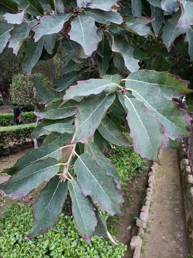 Quercia bianca polymorpha 9