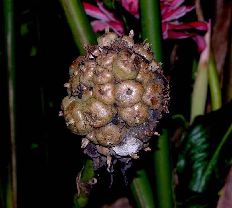 Fleur de cire philippine 4