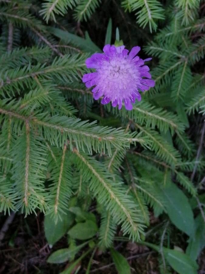 Stokesia laevis 4