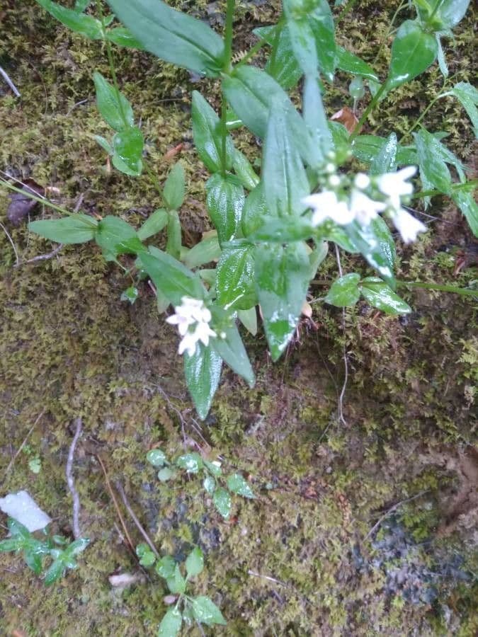 Houstonia purpurea