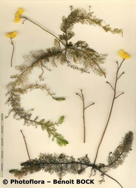 Erba vescica 24