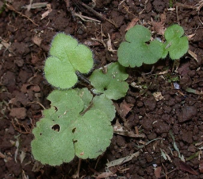 Hemionitis 6